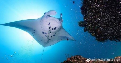 福分魚圖片
