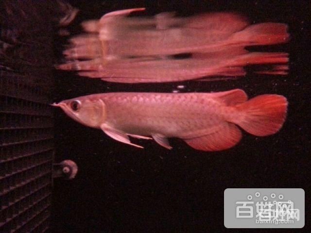 藍底龍魚的燈光選擇：藍底金龍魚的燈光選擇 藍底龍魚的燈光選擇：藍底金龍魚的燈光選擇 龍魚百科 第2張