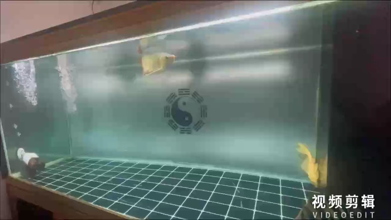 如何辨別福龍魚的品種和品相？