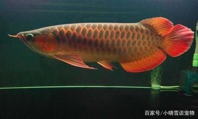 紅龍魚長多大才算成年，需要注意什么：紅龍魚成年體長多大才算成年