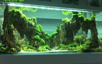 魚缸造景設計圖樣（魚缸造景設計圖樣是魚缸裝飾中非常重要的一部分）