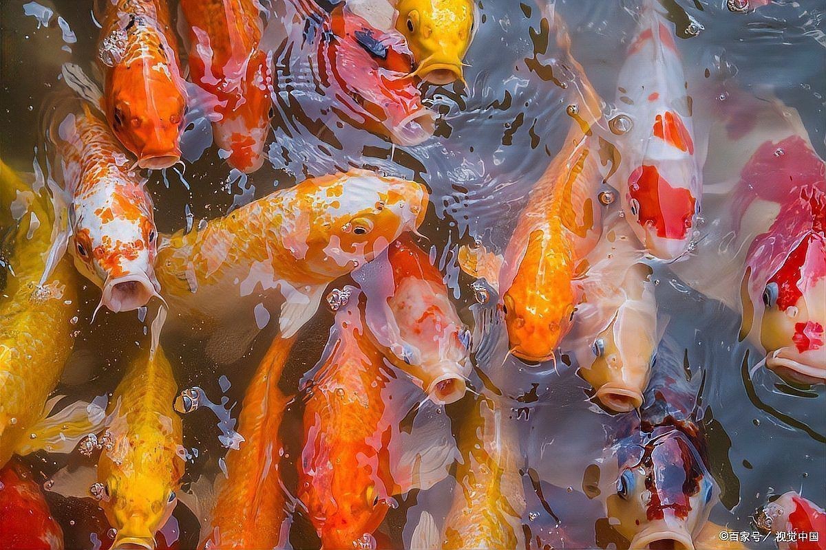 建議窮人養的魚 建議窮人養的魚 龍魚論壇 第6張