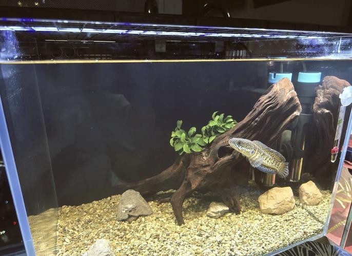 龍魚可以和雷龍混養嗎圖片