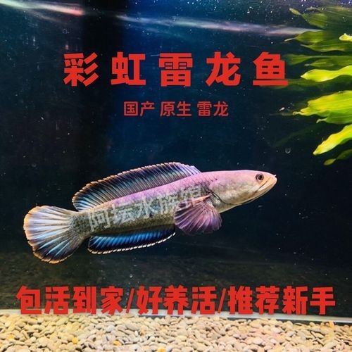 龍魚可以和雷龍混養嗎圖片
