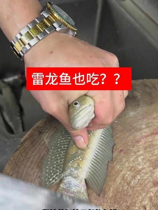 雷龍魚好吃不