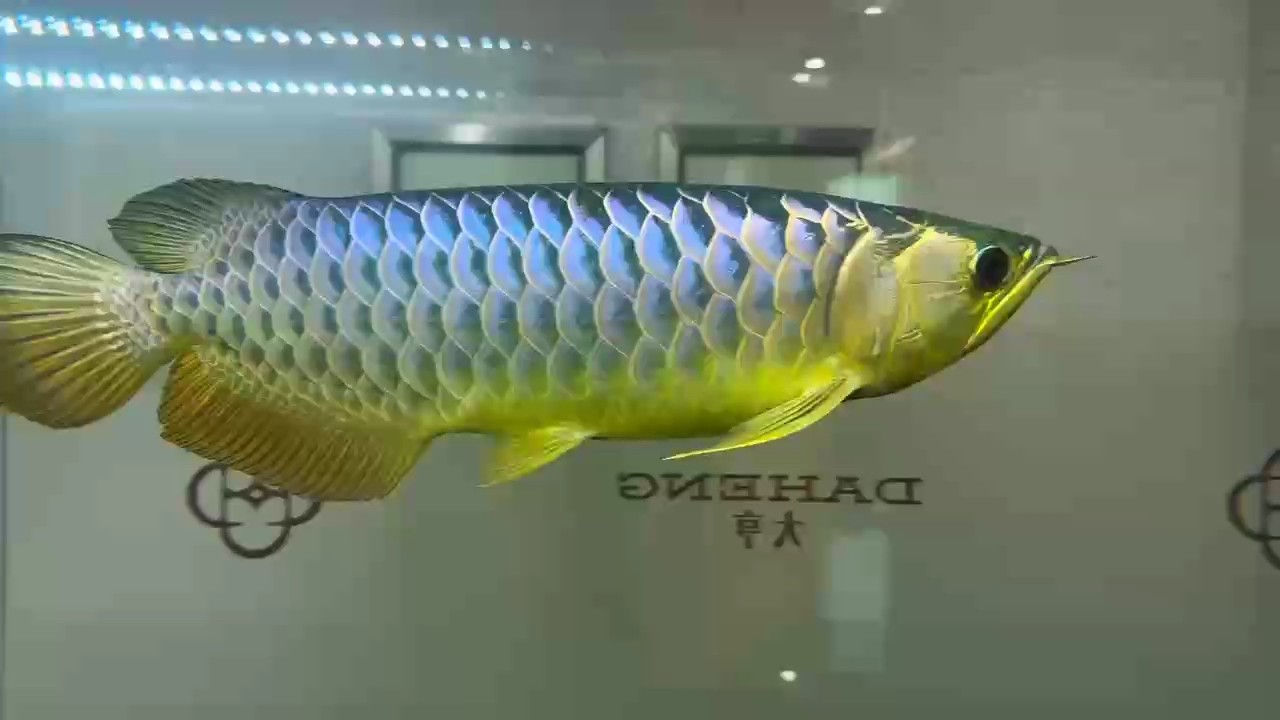 賽級古典