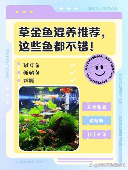 金魚混養最佳搭配圖