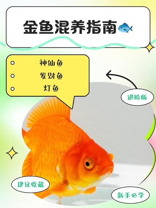 金魚混養最佳搭配圖