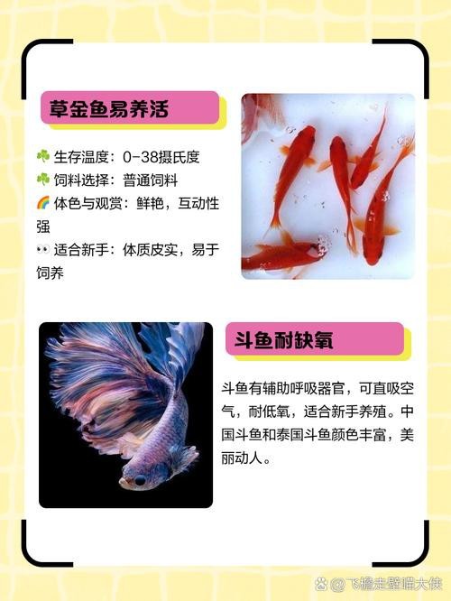 金魚混養最佳搭配圖