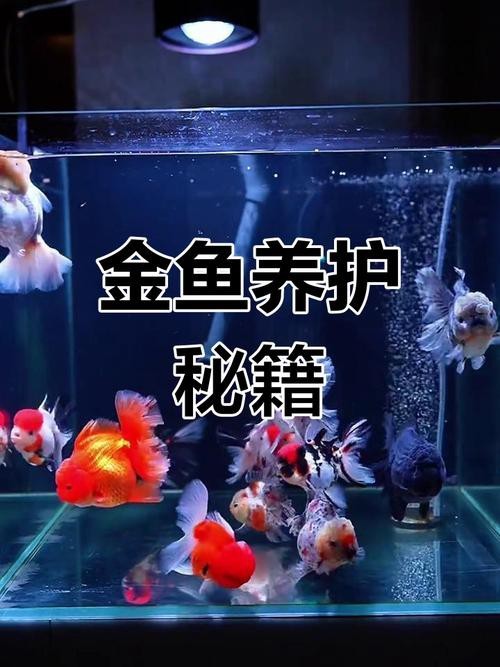 金魚混養最佳搭配圖