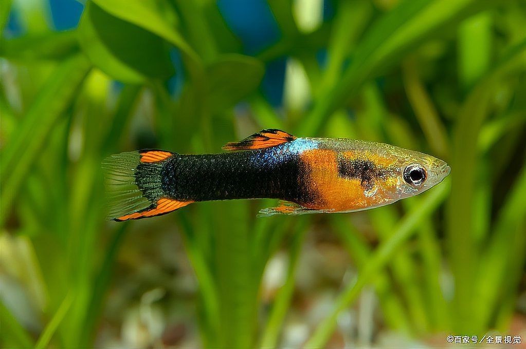花老虎孔雀魚好養(yǎng)嗎