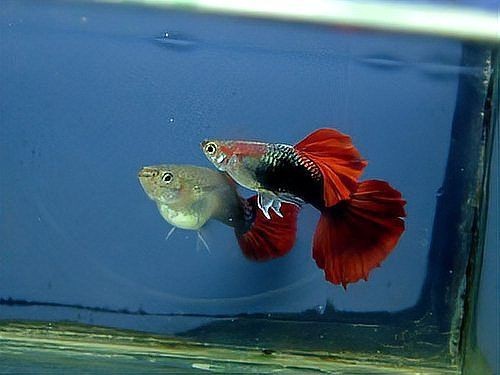 花老虎孔雀魚好養(yǎng)嗎