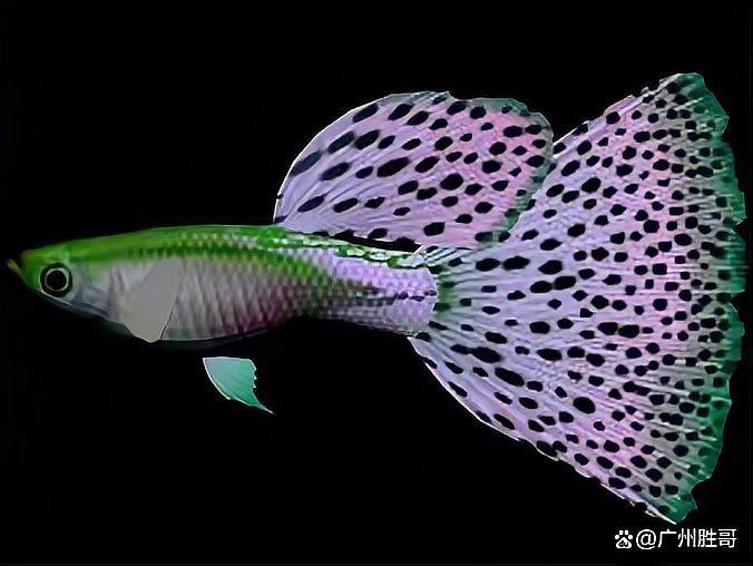 花老虎孔雀魚好養(yǎng)嗎