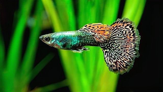 花老虎孔雀魚好養(yǎng)嗎
