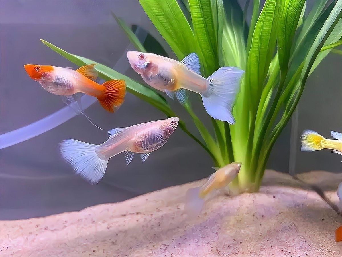 花老虎孔雀魚好養(yǎng)嗎