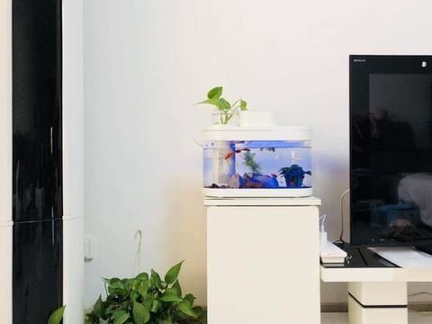 畫法幾何魚缸調(diào)節(jié)水流：幾何魚缸水流調(diào)節(jié)技巧，魚缸水流調(diào)節(jié)技巧，