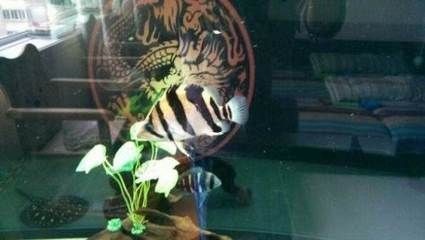 印尼三紋虎魚缸內水流設計技巧：印尼三紋虎魚水流設計的實用技巧
