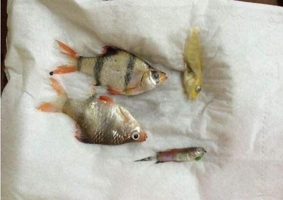 更換魚缸水換魚缸水換水后導(dǎo)致魚兒死亡的原因主要因素：如何正確換魚缸水