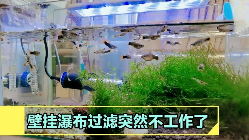 魚缸過濾器突然不工作了（魚缸過濾器突然不工作了怎么辦）