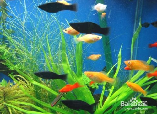 魚缸怎么樣養魚，如何養好你的魚缸里的魚