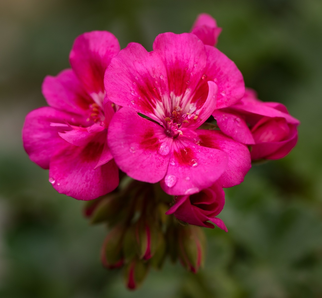 八五四社區花之都花藝坊（花之都花卉園藝）