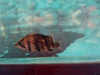 龍魚為什么側(cè)身游：龍魚側(cè)游的原因及解決方法