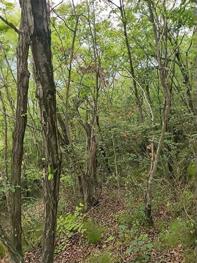 看墳地記住一句口訣