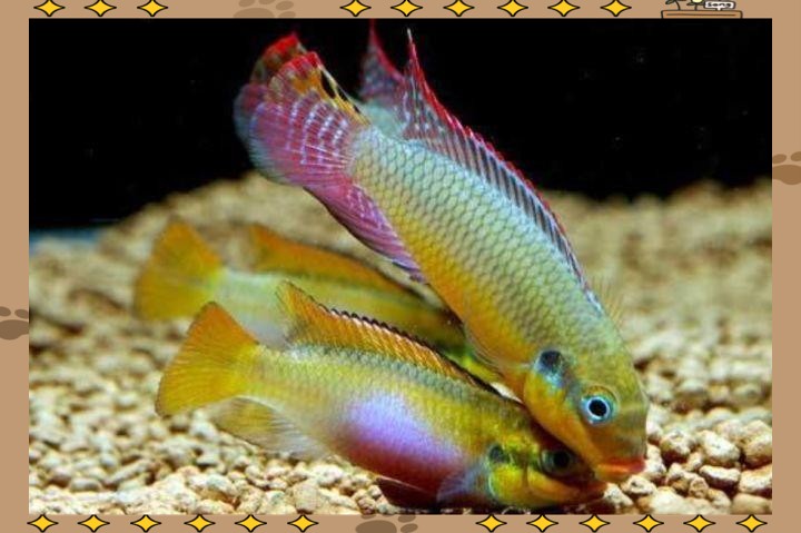 翡翠鳳凰魚(yú)最忌三種東西