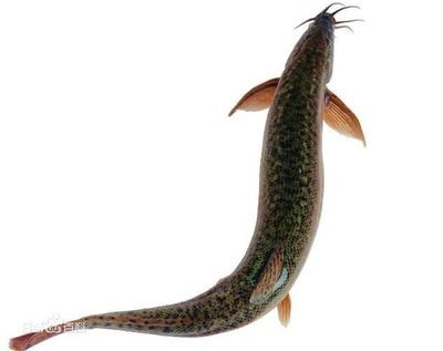 龍魚老是扭動身體的原因（龍魚扭動身體可能由多種因素引起，）
