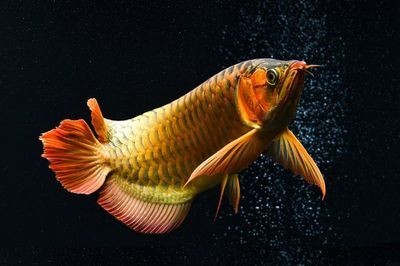 龍魚老是扭動身體的原因（龍魚扭動身體可能由多種因素引起，）