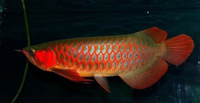 龍魚老是扭動身體的原因（龍魚扭動身體可能由多種因素引起，）