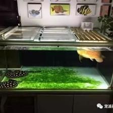 夏季魚缸最佳水溫范圍：夏季熱帶魚缸水溫調節技巧,魚缸水溫過高應對措施