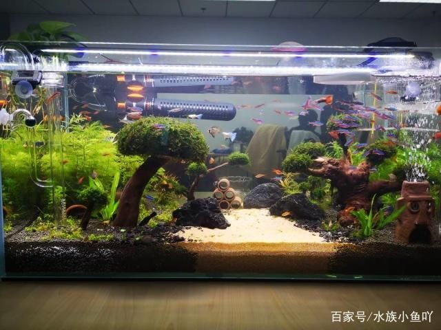 夏季魚缸最佳水溫范圍：夏季熱帶魚缸水溫調節技巧,魚缸水溫過高應對措施
