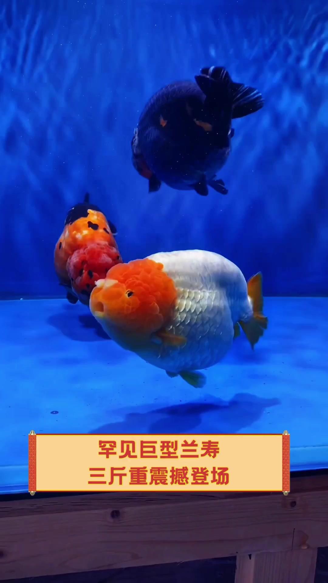 巨型蘭壽金魚視頻