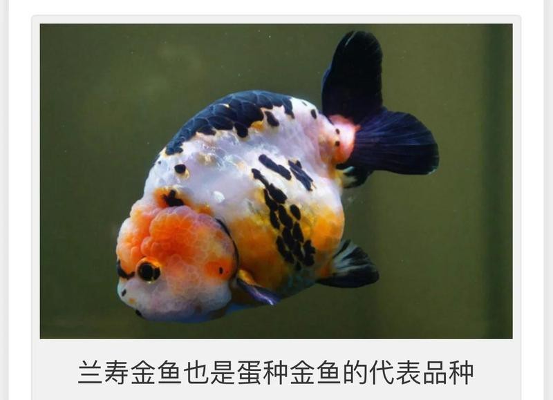 巨型蘭壽金魚視頻