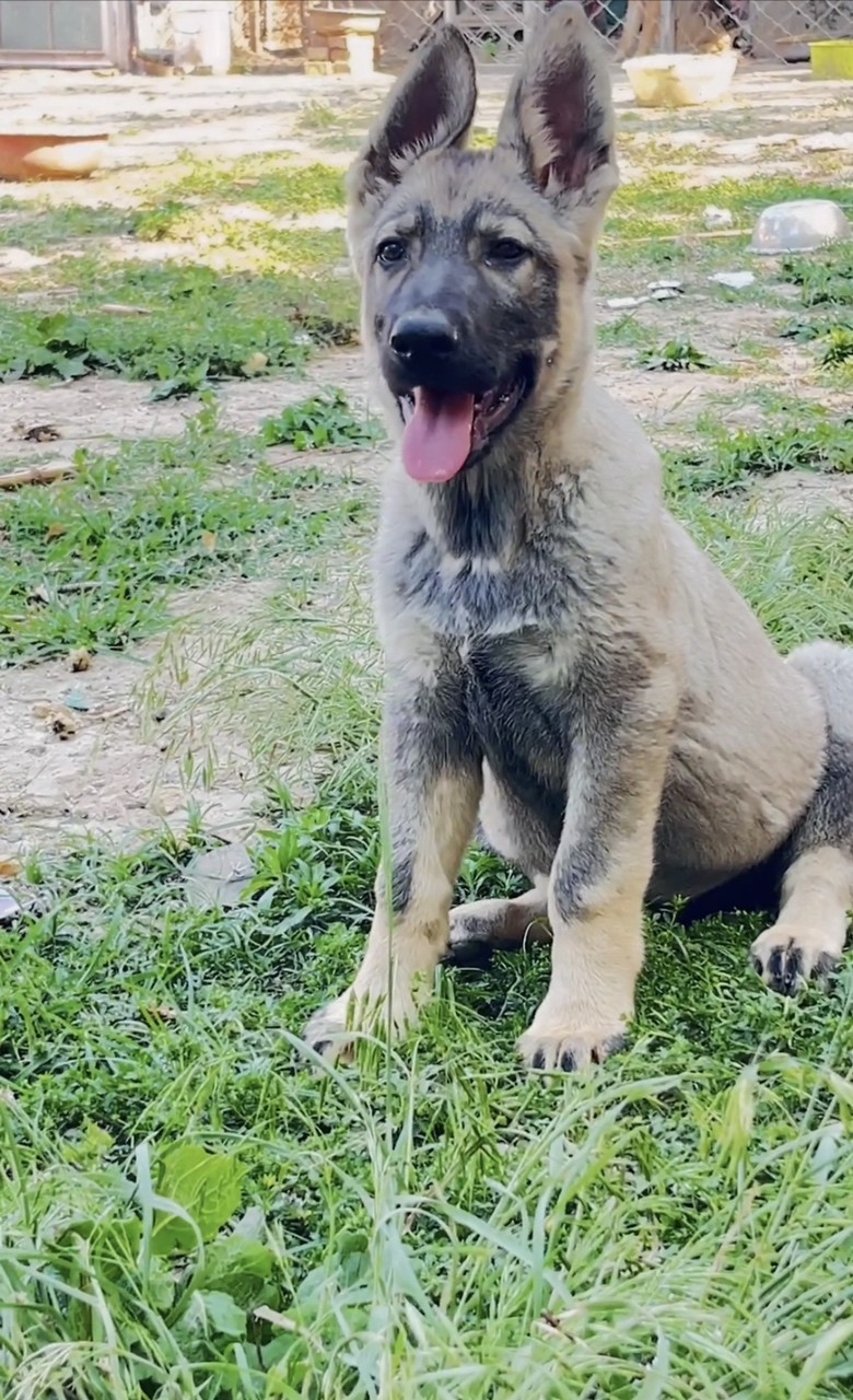昆明犬