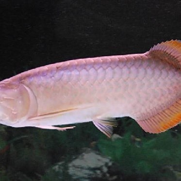 如何區(qū)分紅龍和號半龍魚？