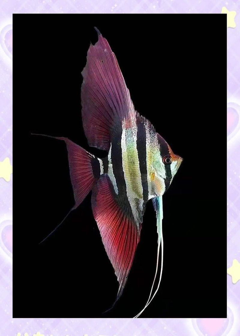 紅龍魚身上有紅點(diǎn)是什么原因