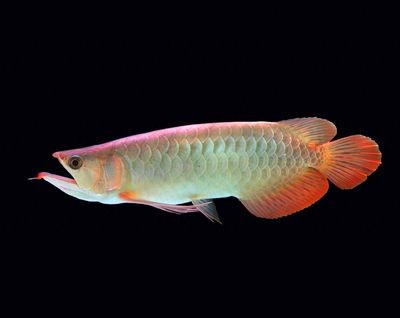 哪種龍魚好看又漂亮又便宜又好養(yǎng)的（既好看又漂亮又便宜又好養(yǎng)的幾種龍魚品種）