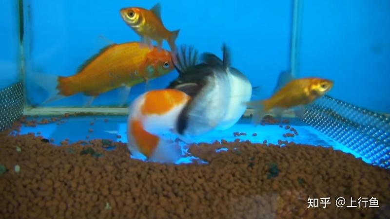 大嘴鯨魚苗