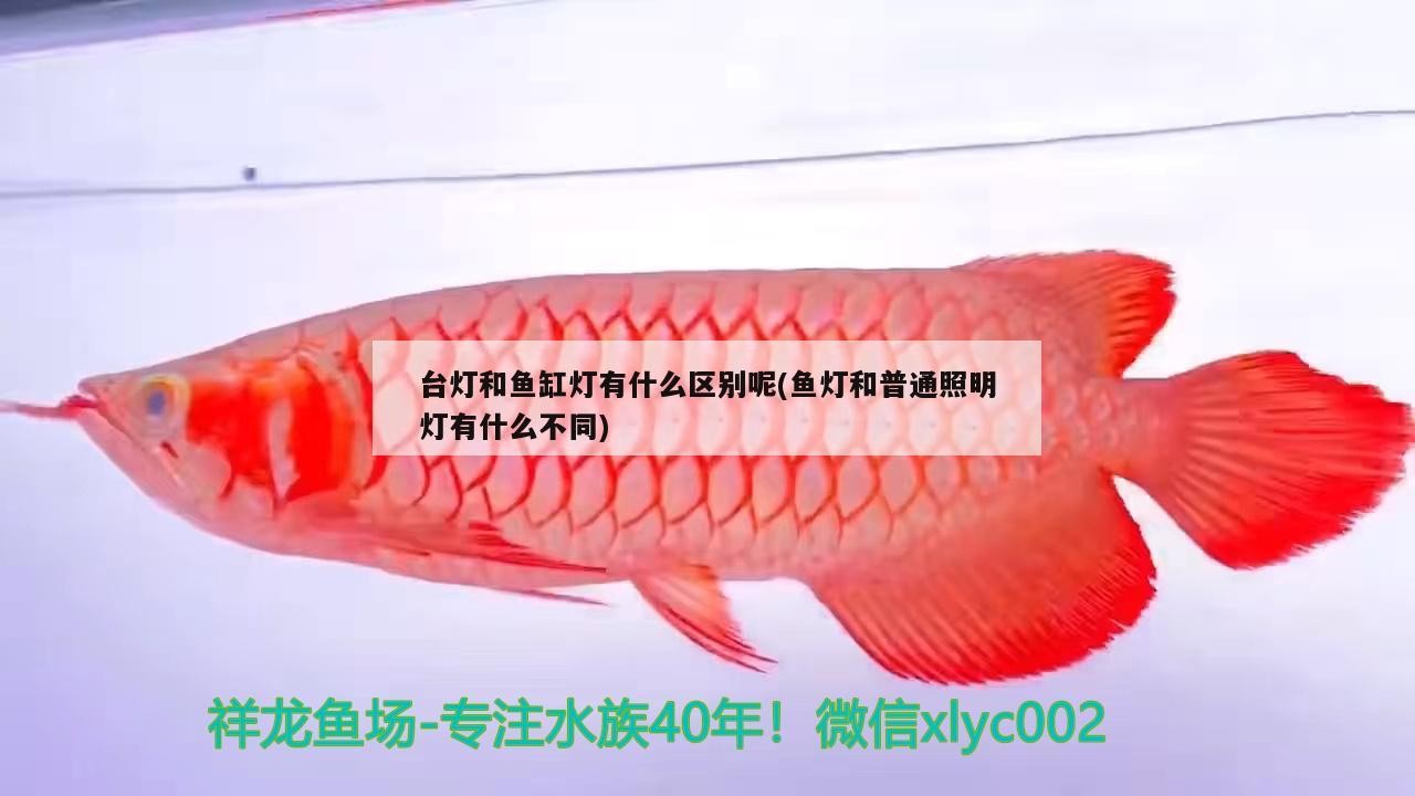 臺燈和魚缸燈有什么區別呢(魚燈和普通照明燈有什么不同)