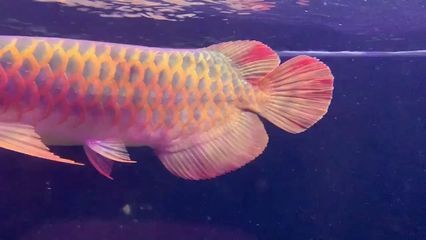 紅龍魚和七彩混養好嗎：紅龍魚和七彩神仙魚是否能夠混養