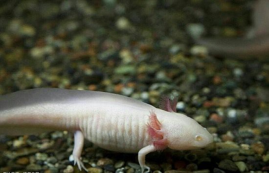 六角龍魚有公母嗎 六角龍魚有公母嗎 龍魚百科 第1張