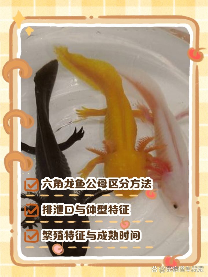 六角龍魚有公母嗎 六角龍魚有公母嗎 龍魚百科 第4張