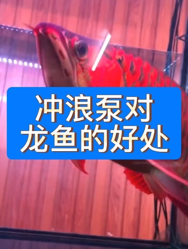 銀龍魚需要造浪泵嗎