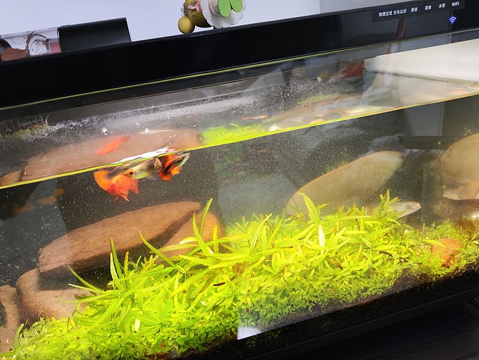 六角恐龍魚快死的征兆