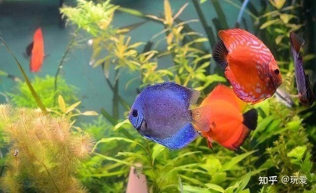 淡水魚缸養什么草魚好看（水草缸養殖技巧）