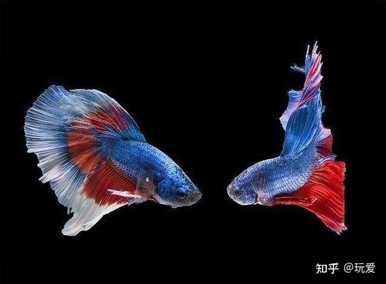 淡水魚缸養什么草魚好看（水草缸養殖技巧）