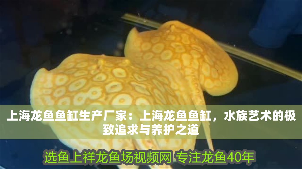 上海龍魚(yú)魚(yú)缸生產(chǎn)廠家：上海龍魚(yú)魚(yú)缸，水族藝術(shù)的極致追求與養(yǎng)護(hù)之道