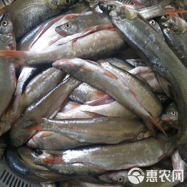 紅龍魚的飼養方法，紅龍魚吃什么紅龍魚吃什么紅龍魚